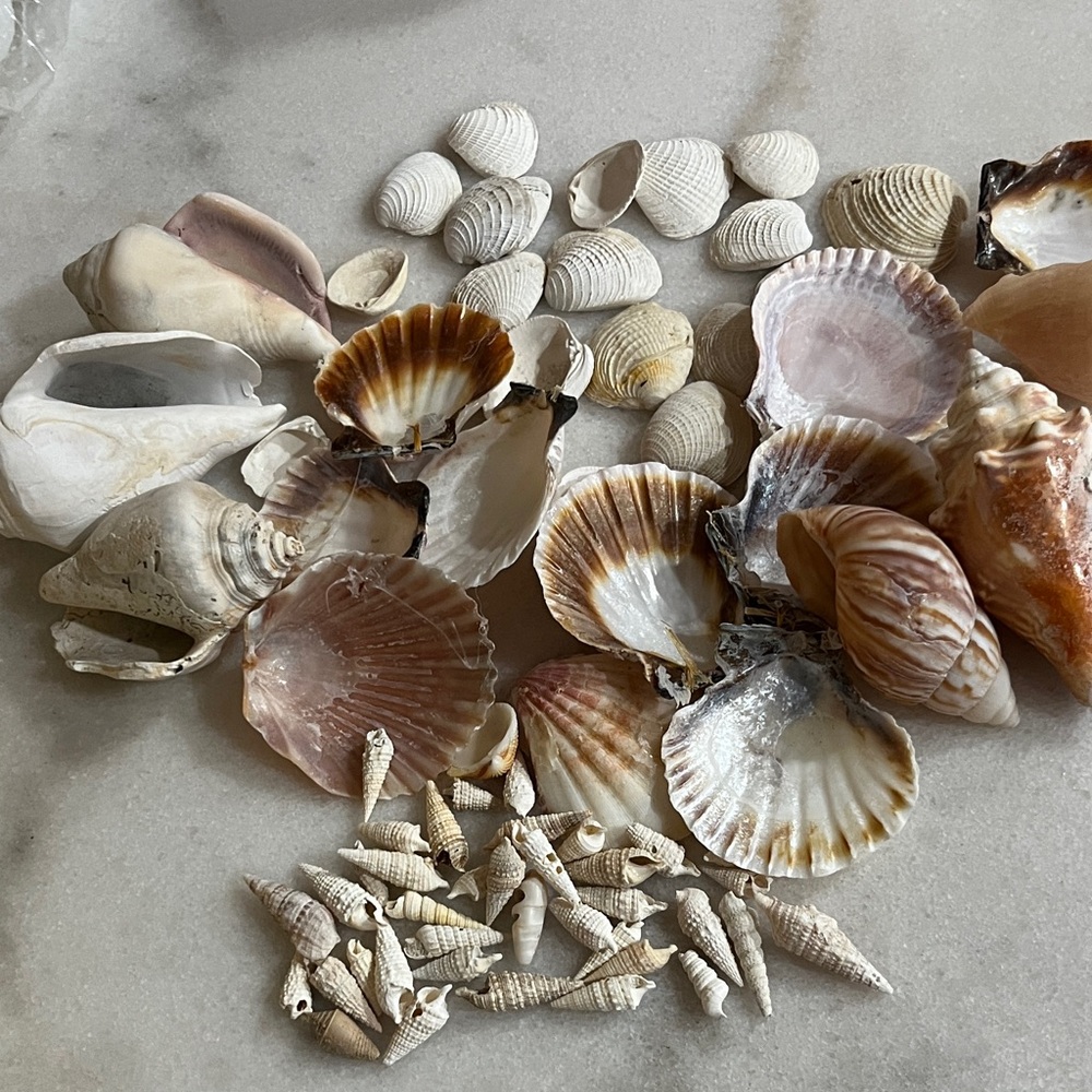 Natural Seashell Collection for Arts & Crafts